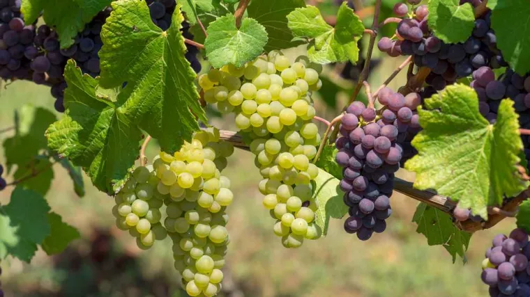 Quel est le meilleur cépage pour un vin propre de Provence ?, Nice, Lou Tape